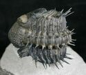 Spiny Enrolled Drotops Armatus Trilobite (Reduced Price!) #8644-8